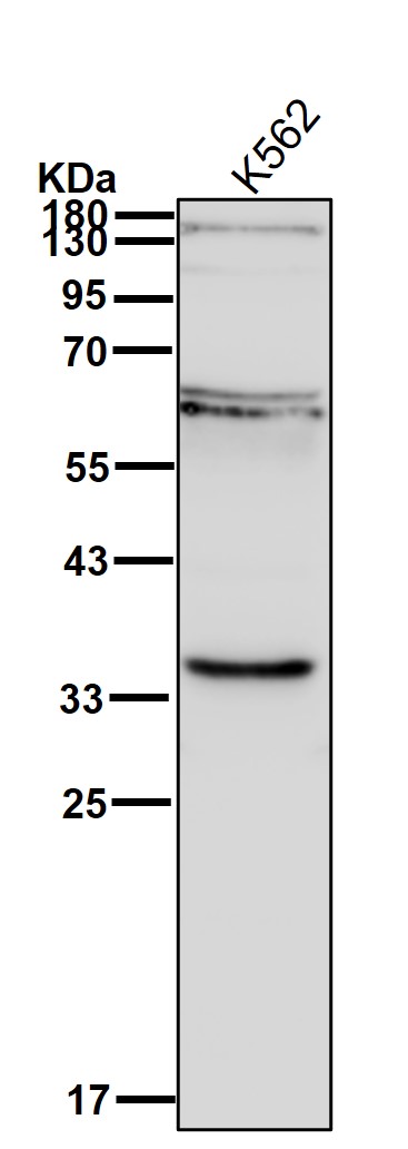 HSD11B1 Ab