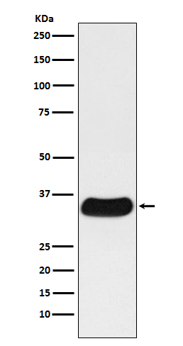 Galectin 4 Ab