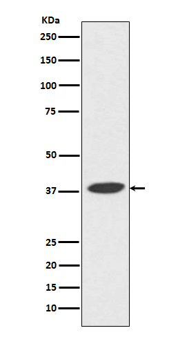 DNA polymerase beta Ab