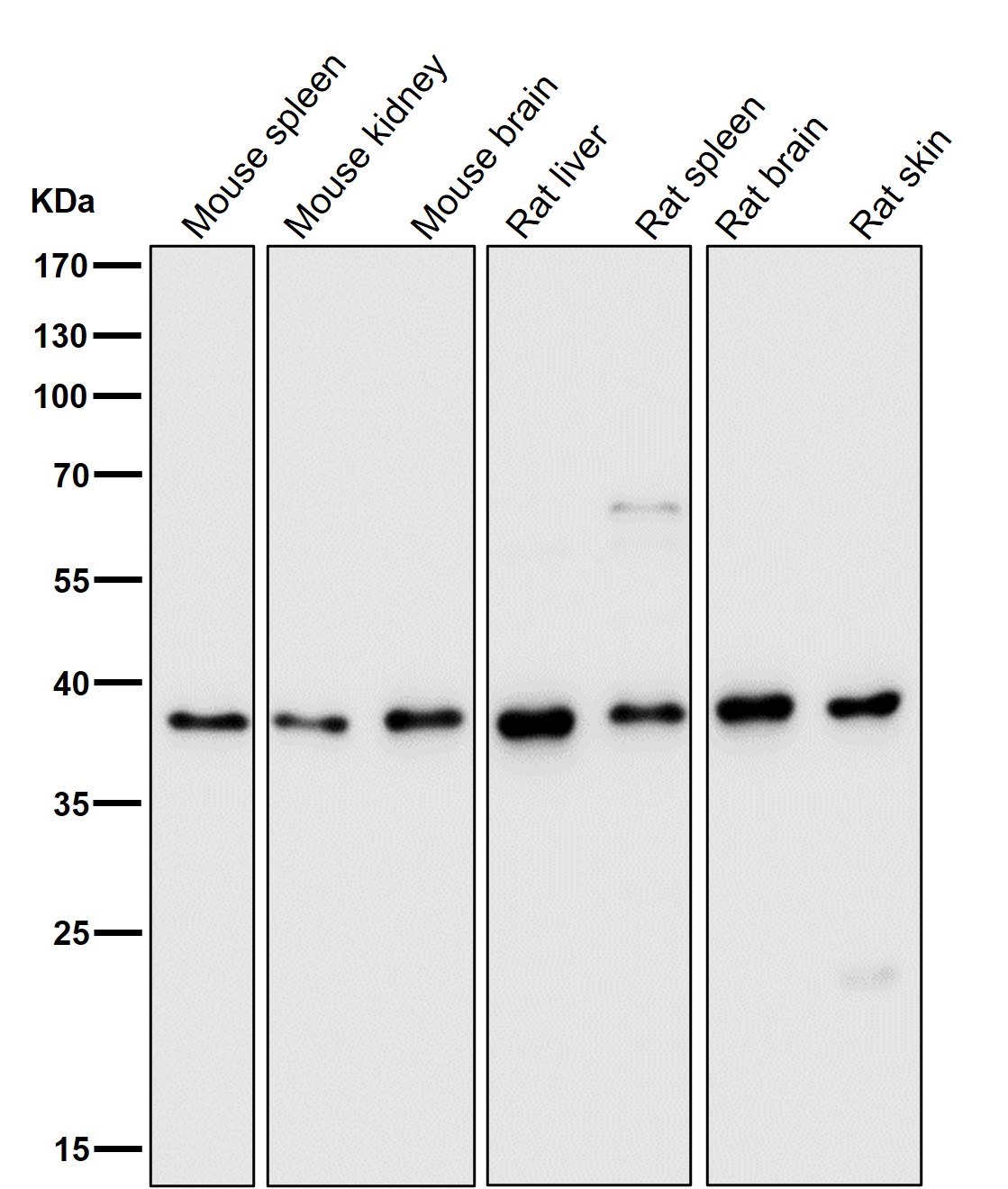 DNA polymerase beta Ab