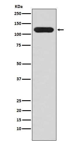 Mucin 4 Ab