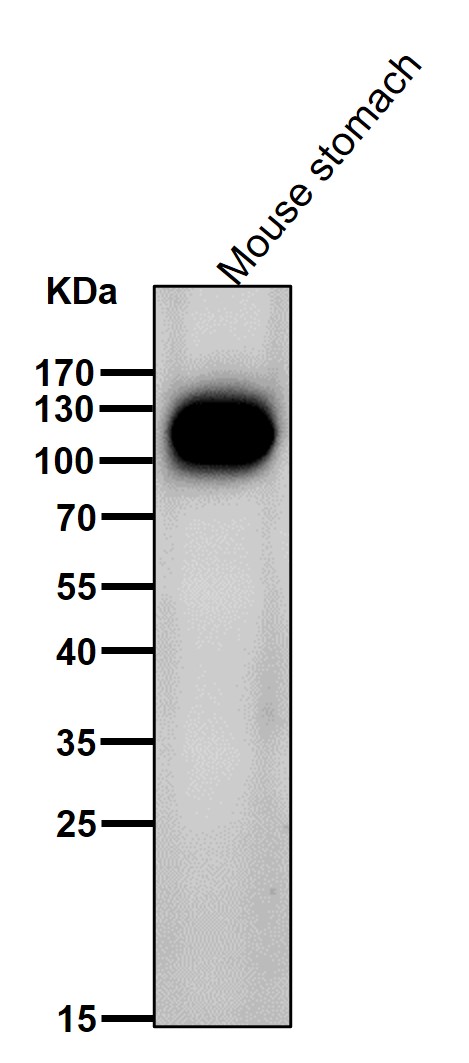 Mucin 4 Ab