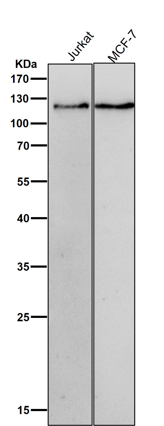 Mucin 4 Ab