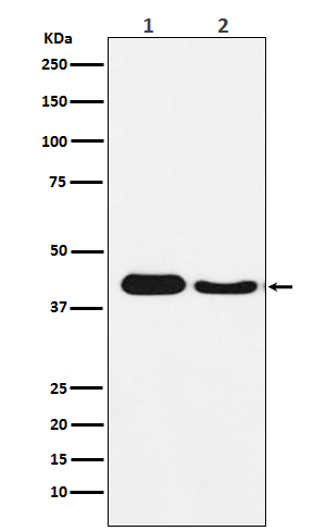 Cysteine protease ATG4A Ab