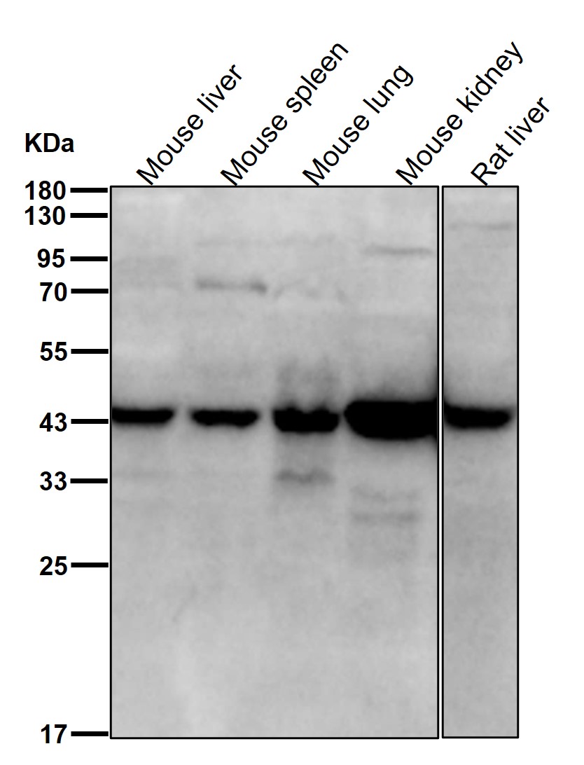 Cysteine protease ATG4A Ab