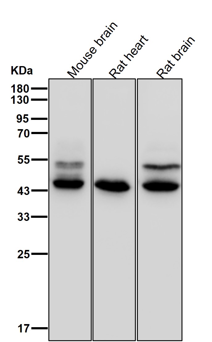 Cysteine protease ATG4A Ab