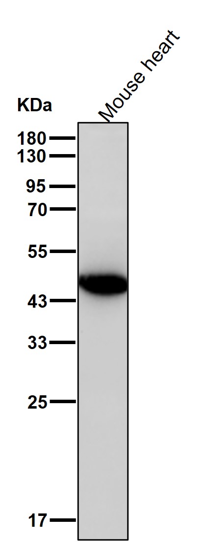 Cysteine protease ATG4A Ab