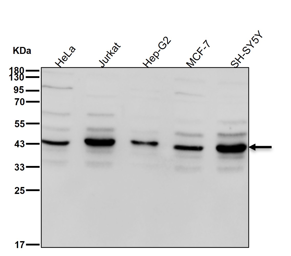 Cysteine protease ATG4A Ab