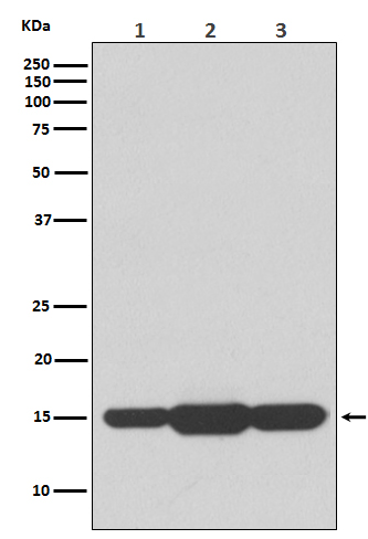 GABARAPL2 Ab