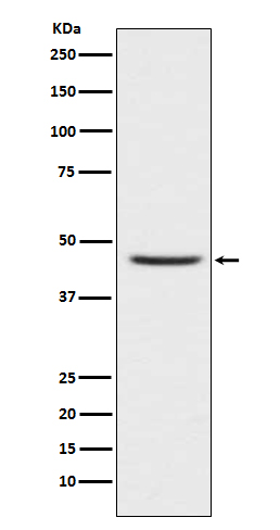 CCR8 Ab