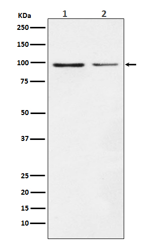 Dynamin 1 Ab