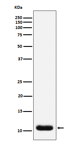 Trefoil factor 3 Ab