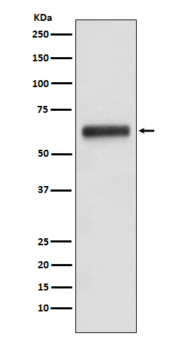 Human IgG3 Ab