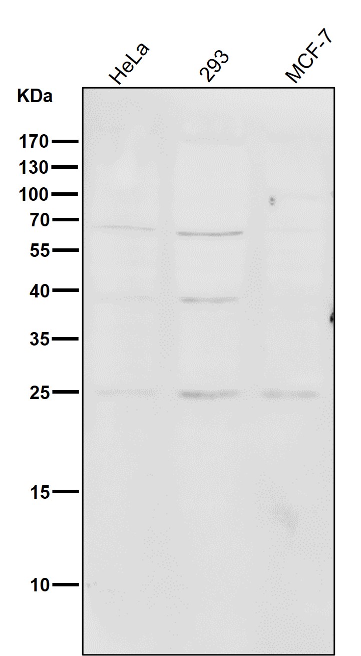 PMP22 Ab