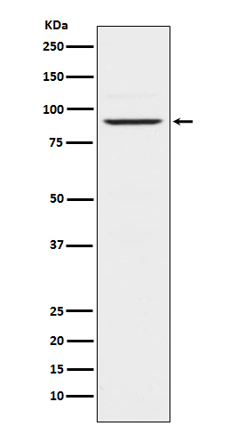 Prolactin receptor Ab