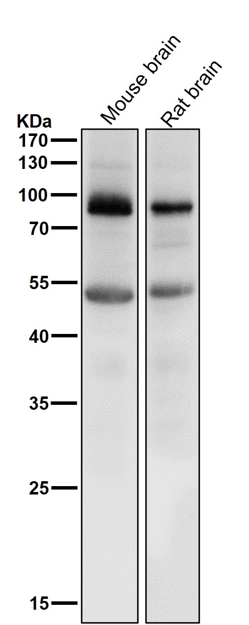 Prolactin receptor Ab