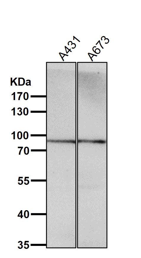 Prolactin receptor Ab