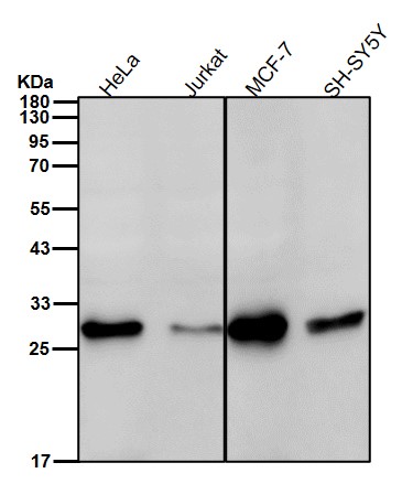 NDUFS3 Ab