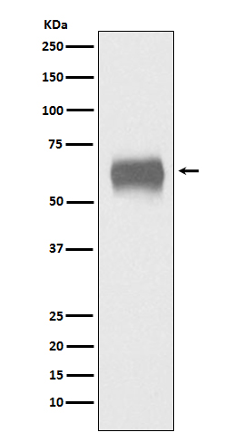 CD5 Ab