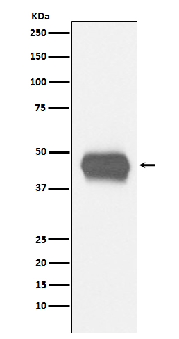 CD1a Ab