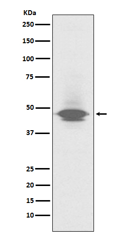 CD79a Ab