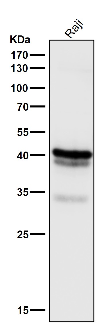 CD79a Ab