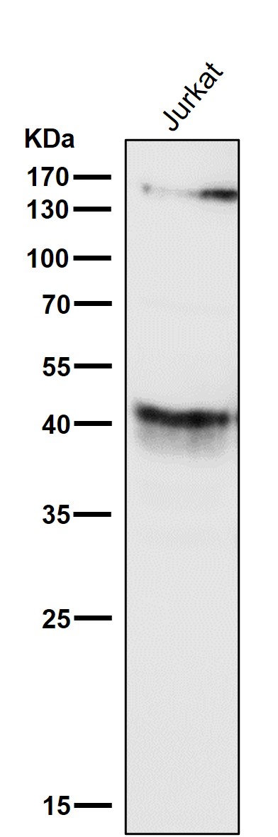 CD79a Ab