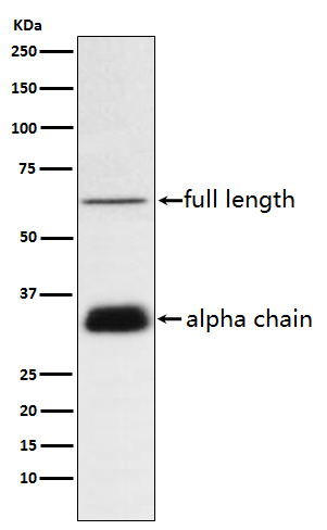 Clusterin Ab