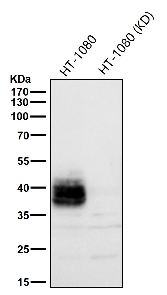 CD82 Ab