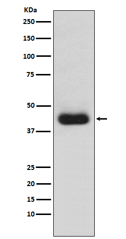 CD82 Ab