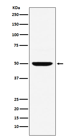 IRF4 Ab