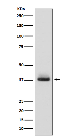 Glycophorin A Ab