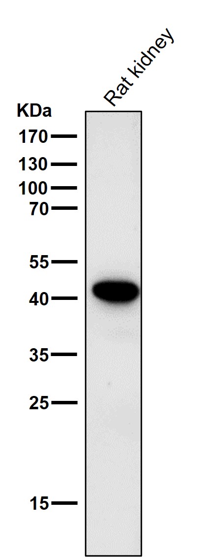 Glycophorin A Ab