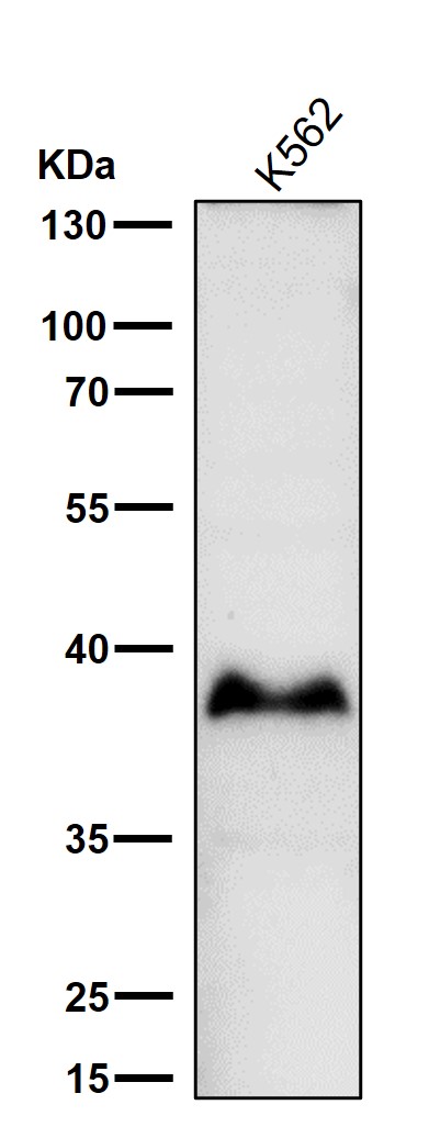 Glycophorin A Ab