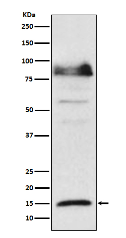 ISG15 Ab