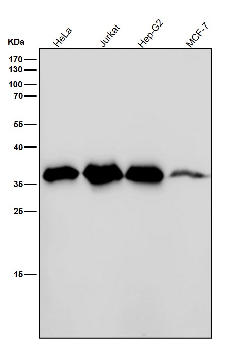 Thymidylate synthase Ab