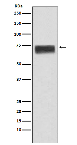 Hemopexin Ab