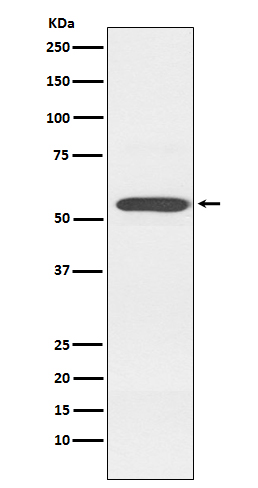 Cytochrome P450 2D6 Ab