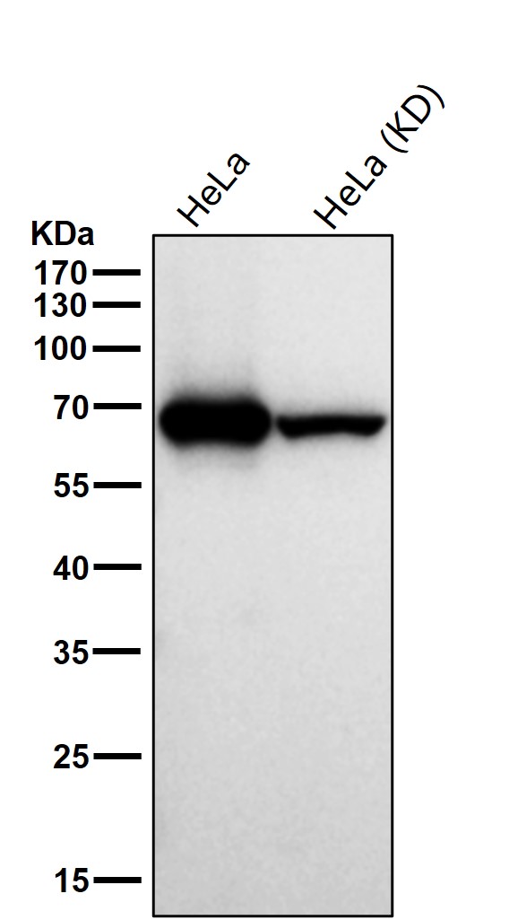 DDX5 Ab