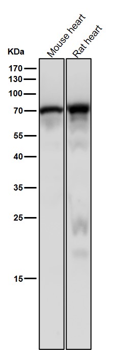 DDX5 Ab