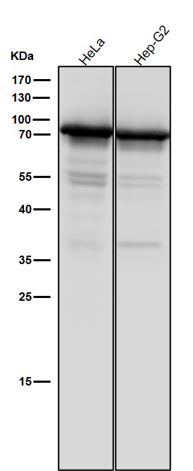 DDX5 Ab