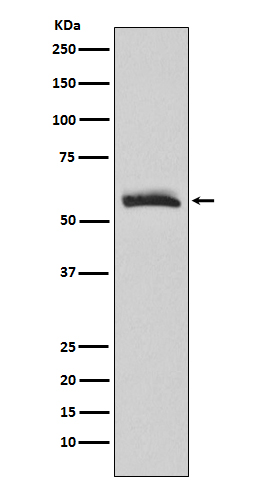 CHRM3 Ab