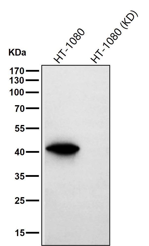 UQCRC2 Ab