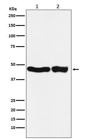 UQCRC2 Ab