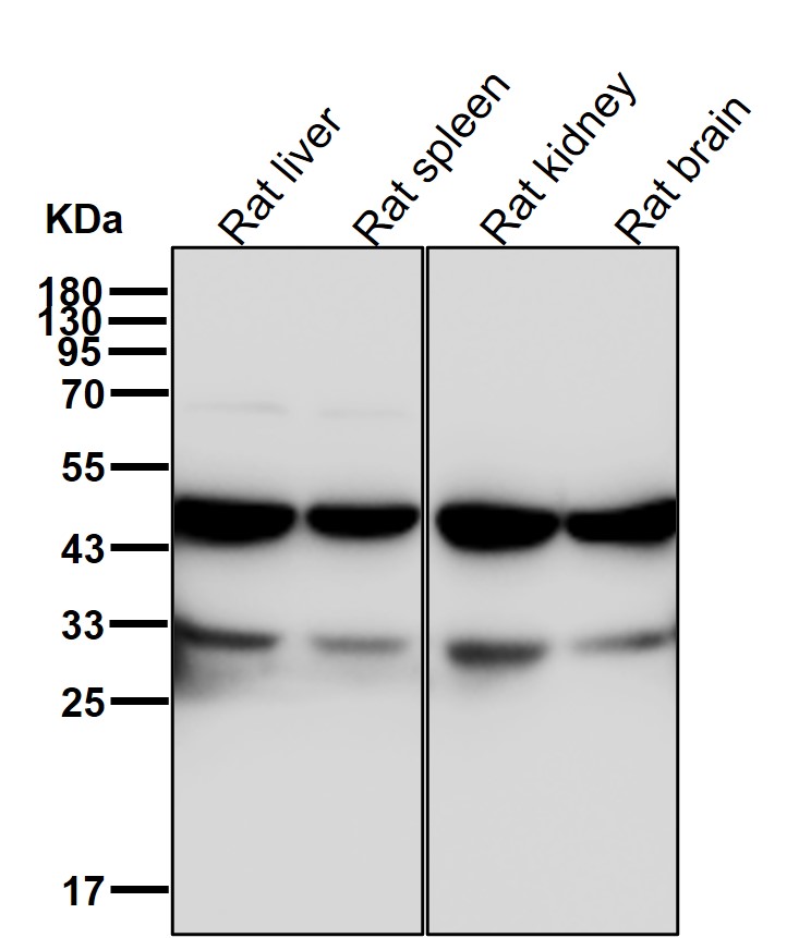 UQCRC2 Ab