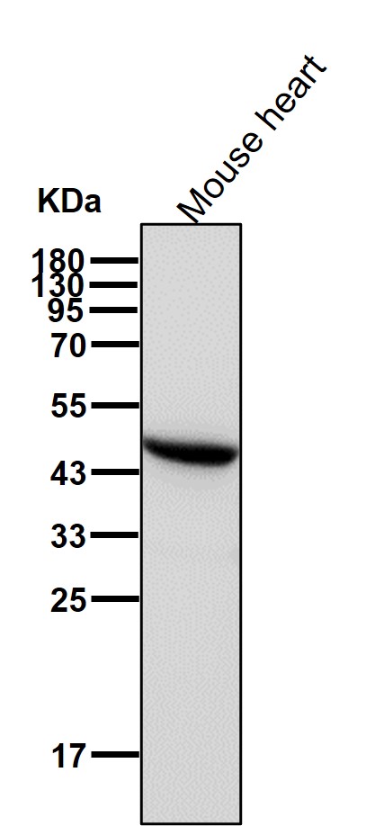 UQCRC2 Ab