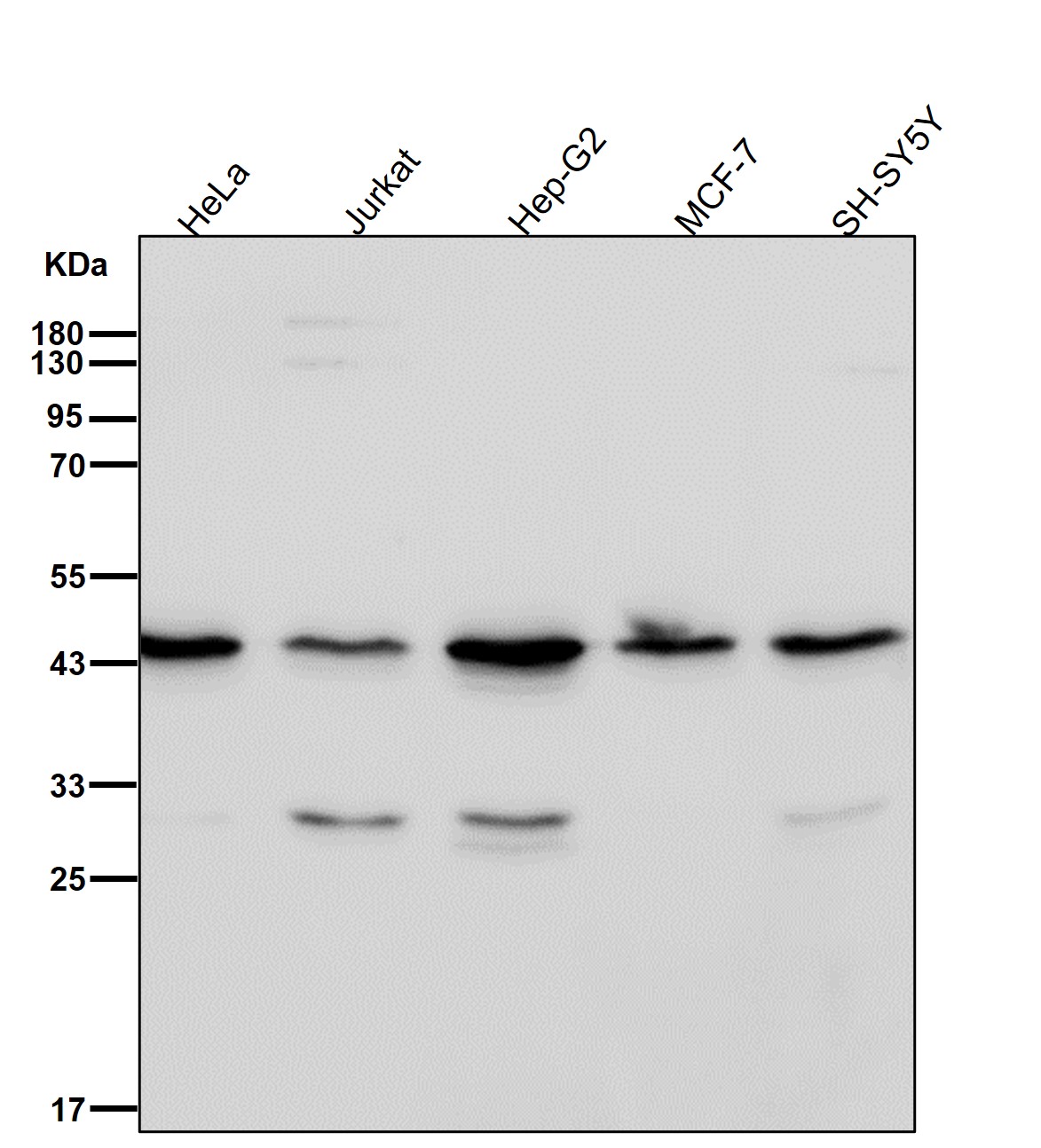 UQCRC2 Ab