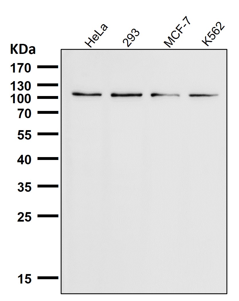 TRPM8 Ab