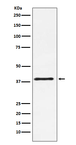 CTLA4 Ab