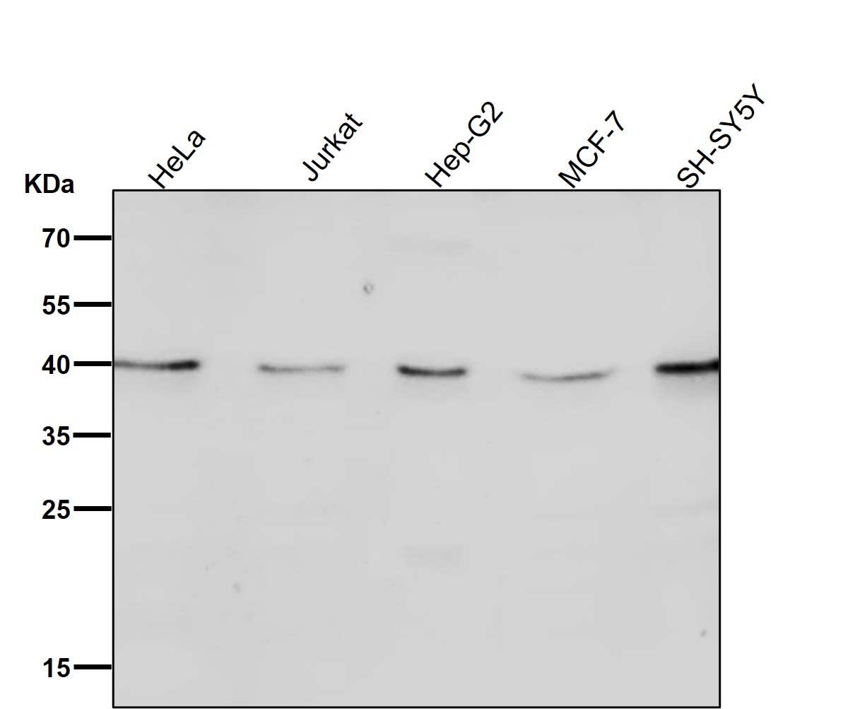 CTLA4 Ab